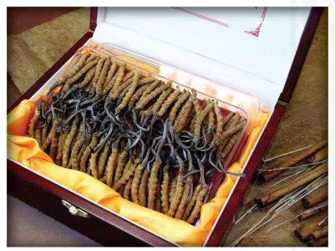 雅星镇冬虫夏草回收